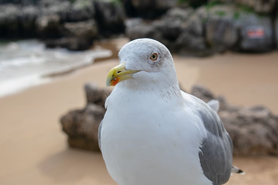 seagull, bird, beach, sand, summer, water bird, seevogel, bill HD wallpaper