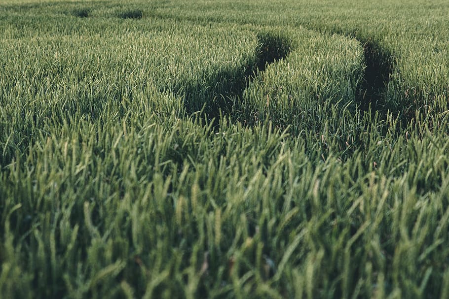 green grass field during daytime, plant, flora, reed, krasnodar krai HD wallpaper