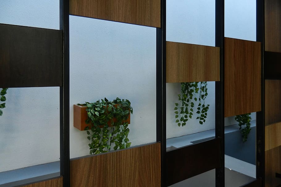 vine plants hanging on wall, furniture, door, wood, indoors, interior design HD wallpaper