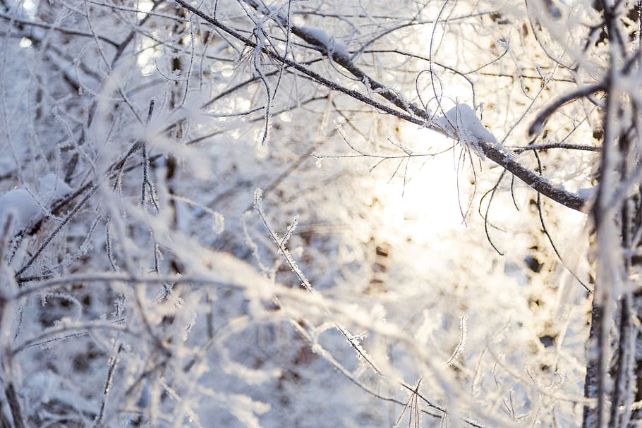 black and brown leaf plant, nature, outdoors, ice, snow, frost HD wallpaper