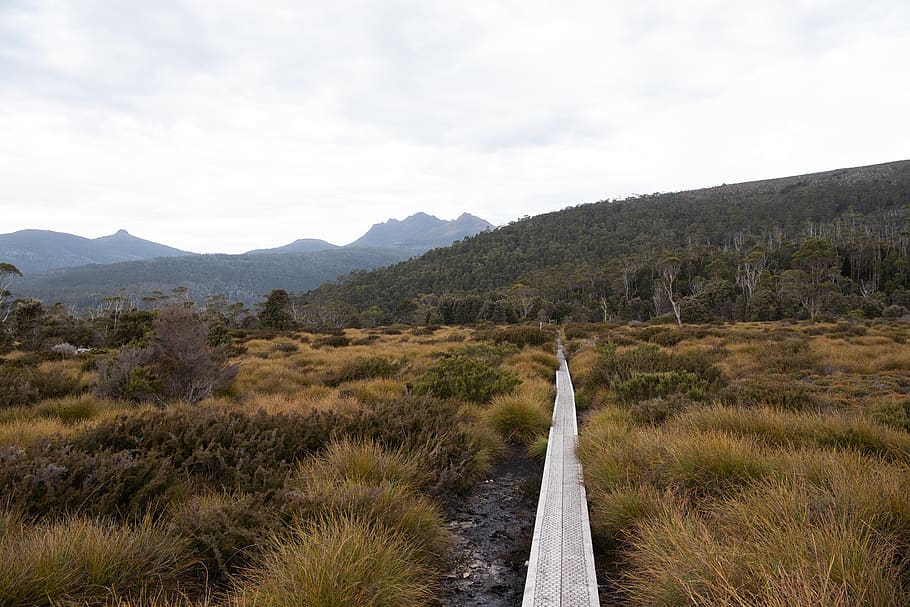 overland track, tasmania, hike, landscape, nature, wilderness, HD wallpaper