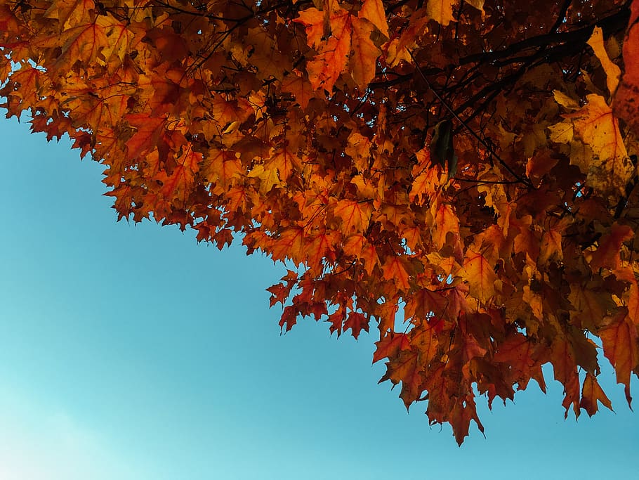 red, orange, leaves, fall, autumn, nature, blue, sky, sunshine HD wallpaper