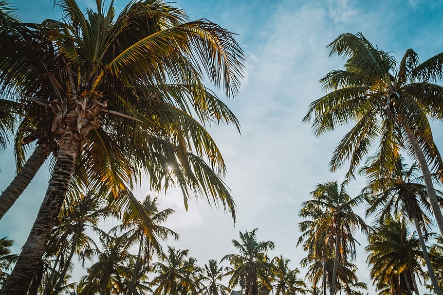 palm trees, coconut, bio, nature, sky, palm leaf, tropical HD wallpaper