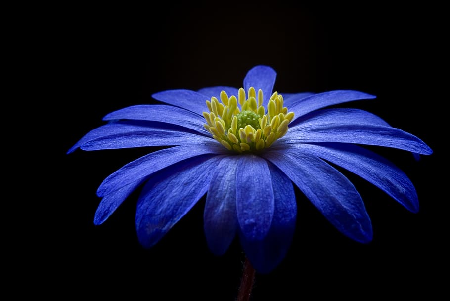 Blue Yellow Petaled Flower, anemone apennina, anemone blanda, HD wallpaper