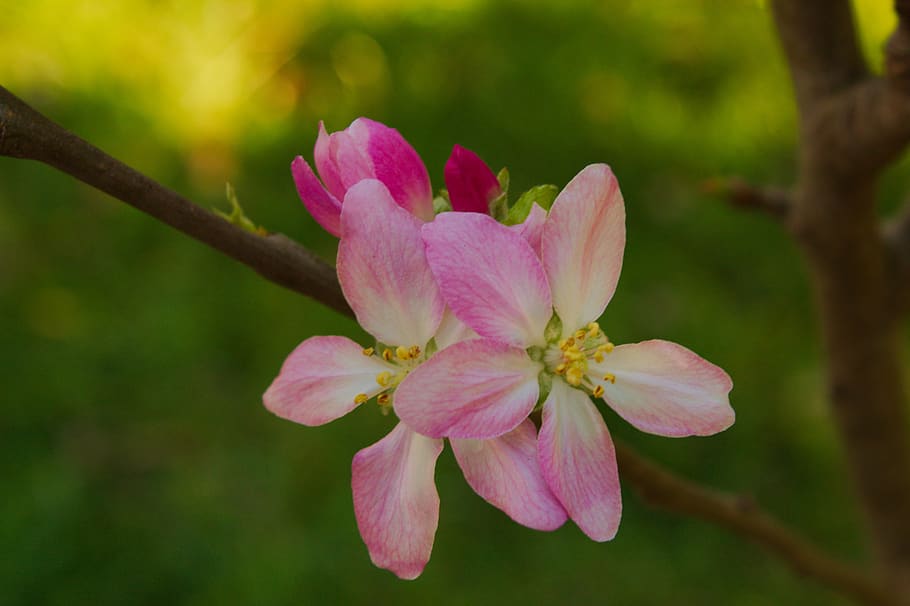 manzano, flowers, spring, tree, apple, fruit, flowering, nature HD wallpaper