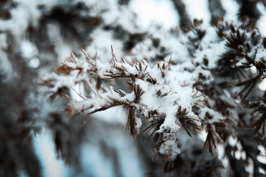 Snowcapped Tree Branch, cold, frost, macro, season, winter, plant HD wallpaper