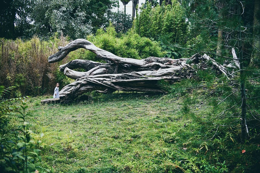 fallen tree on grass field during daytume, plant, tree trunk, HD wallpaper