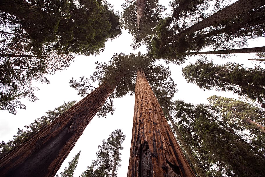 Green Leafed Tree, bark, forest, sky, tall, trees, woods, plant HD wallpaper
