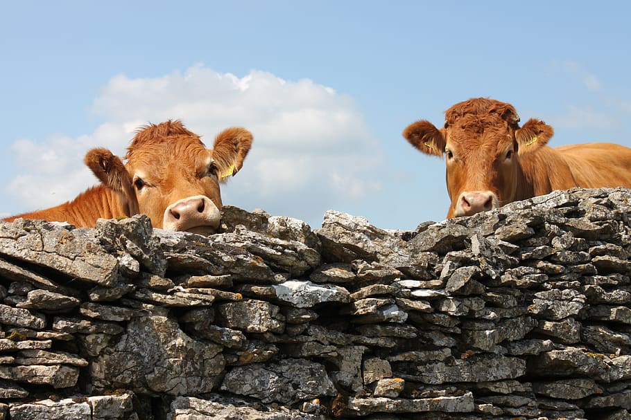 england, cows, wall, cattle, agriculture, united kingdom, mammal HD wallpaper