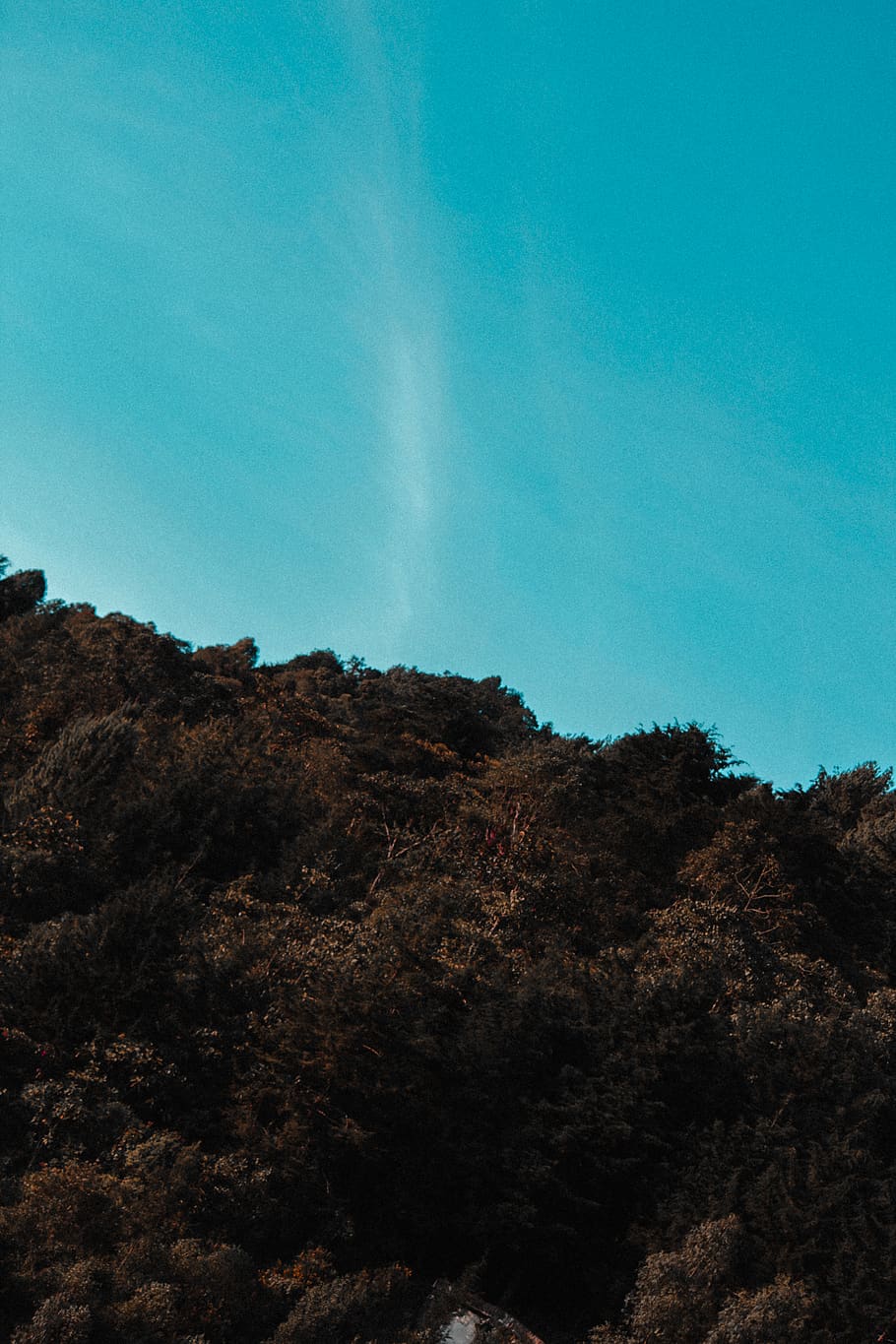 trees, forest, sky, blue, aesthethic, aestethic, tranquility HD wallpaper