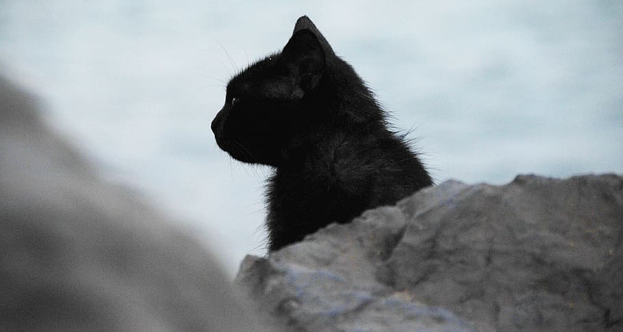 black cat behind stone, one animal, mammal, domestic animals HD wallpaper