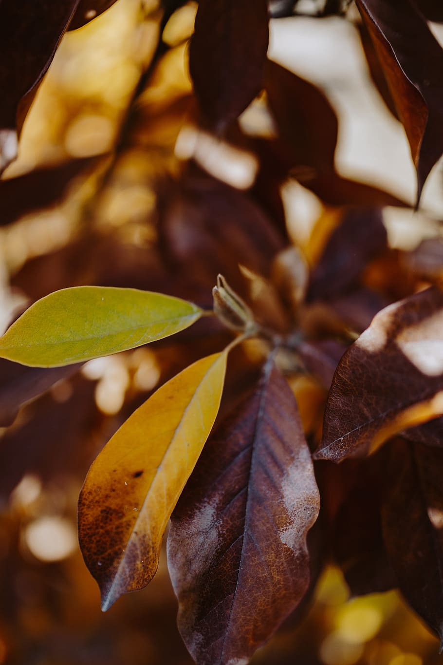 Yellow leaves of magnolia in autumn, orange, fall, nature, leaf, HD wallpaper