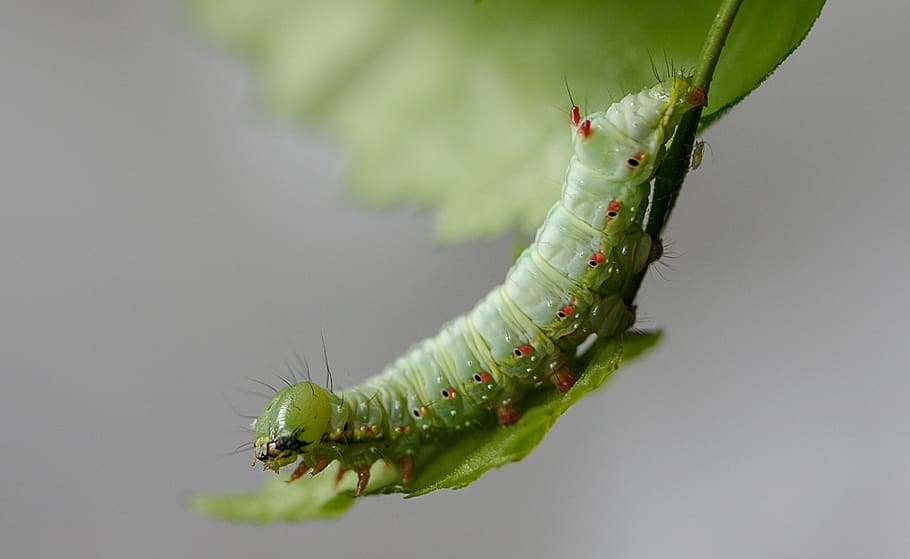 caterpillar, larva, moth, coxcomb-prominent, insect, bug, transformation, HD wallpaper
