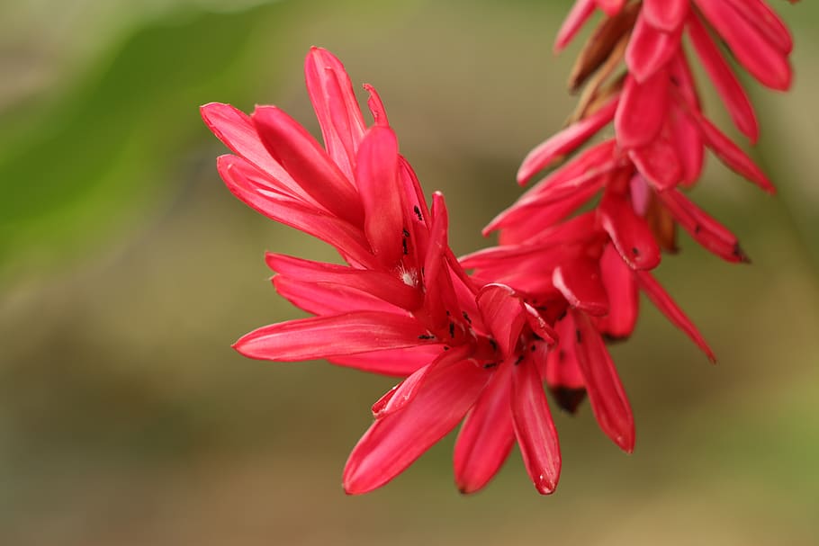 flower, red, tropical, nature, flora, ginger, plant, bloom HD wallpaper