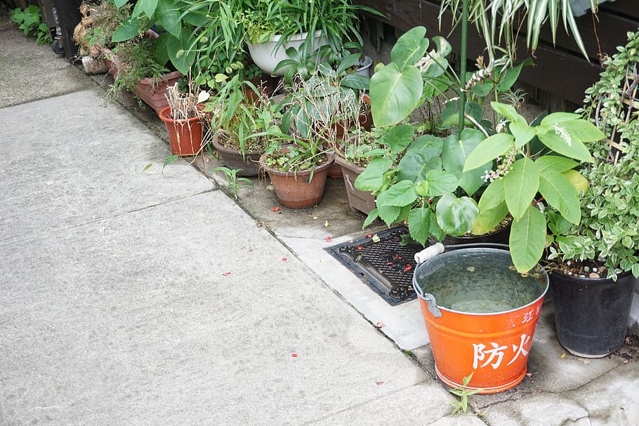 japan, tokyo, growth, potted plant, day, nature, plant part HD wallpaper