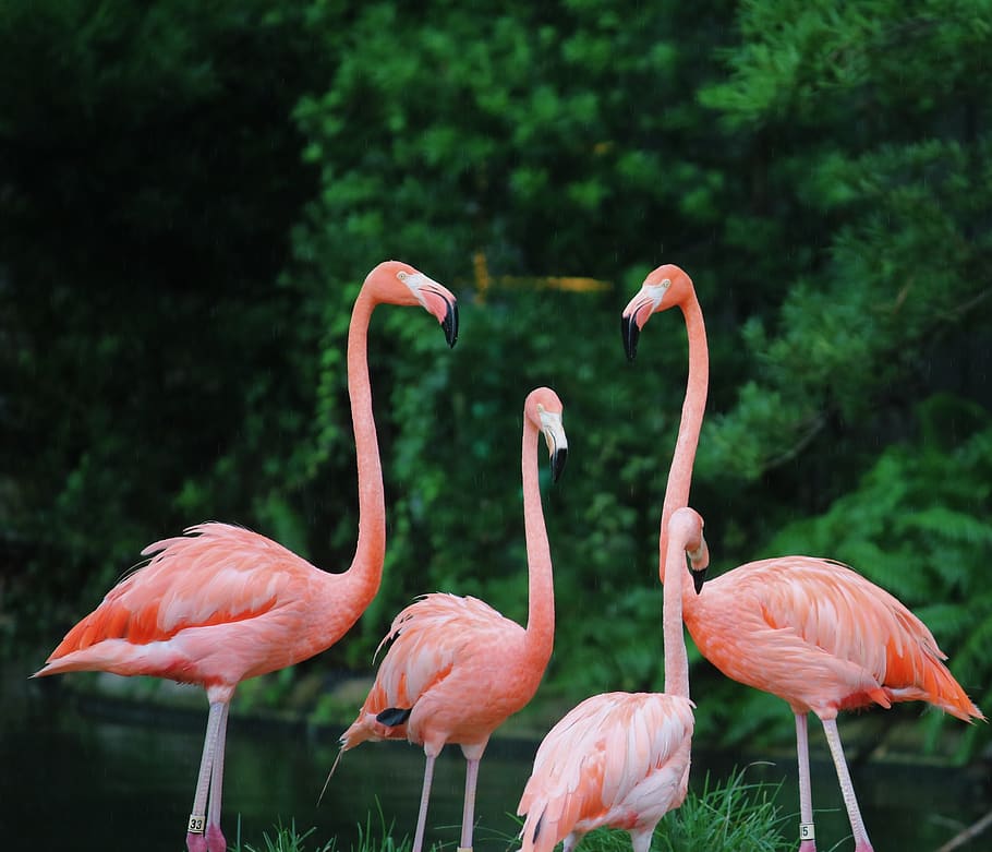 four flamingos, bird, animal wildlife, animals in the wild, vertebrate HD wallpaper