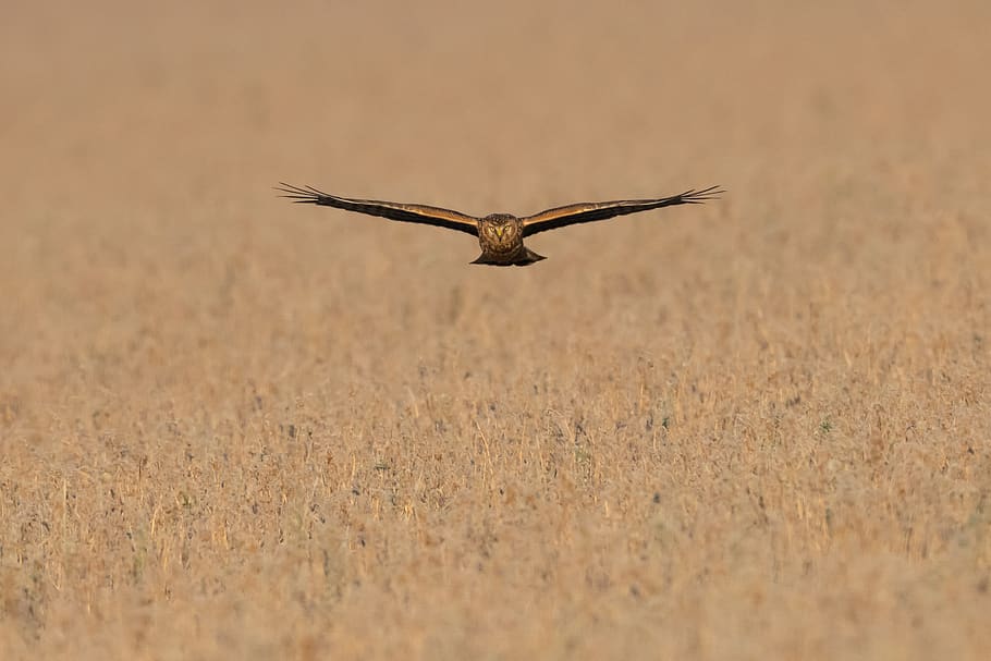 brown and black bird, flying, animal wildlife, animals in the wild HD wallpaper