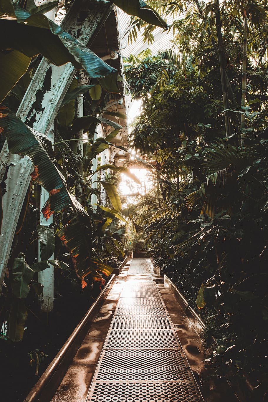 pathway in between green plants, flare, light, nature, outdoors HD wallpaper
