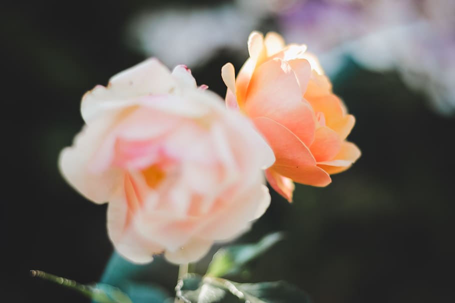 hd, wallpaper, lens flare, sun rays, sunny, flares, pink, petals HD wallpaper