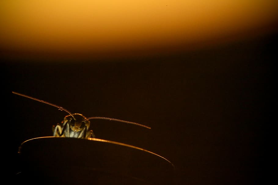 bug, macro, minimalistic, animal, animal themes, insect, one animal HD wallpaper