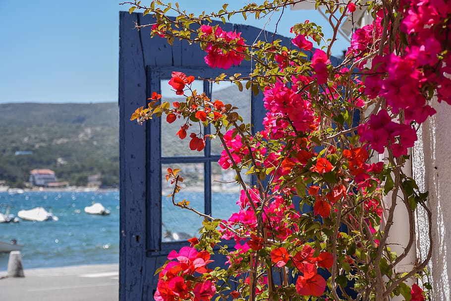 planta, flor, rosa, azul, catalunya, costa brava, cadaqués HD wallpaper