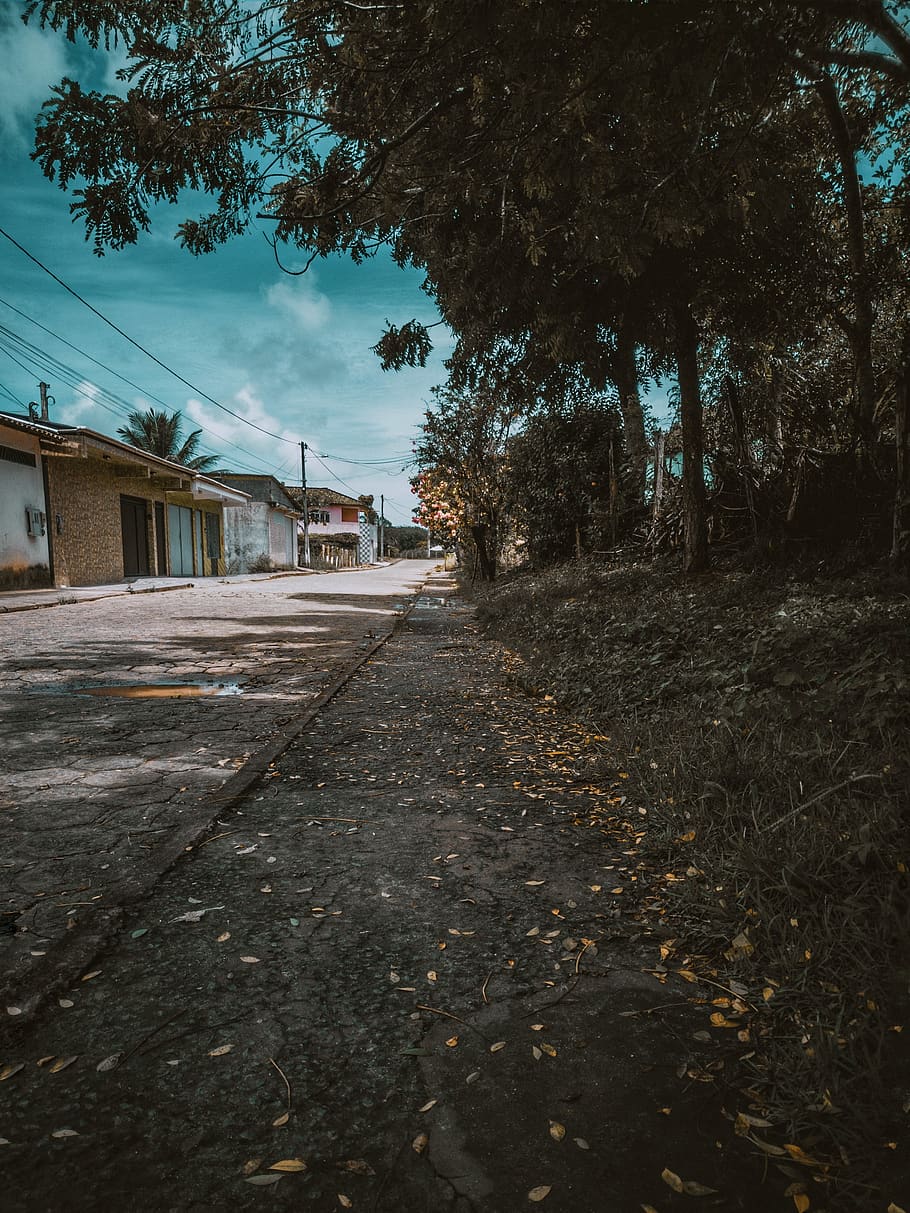 dry leaves under trees, tarmac, asphalt, brasil, una, road, building HD wallpaper