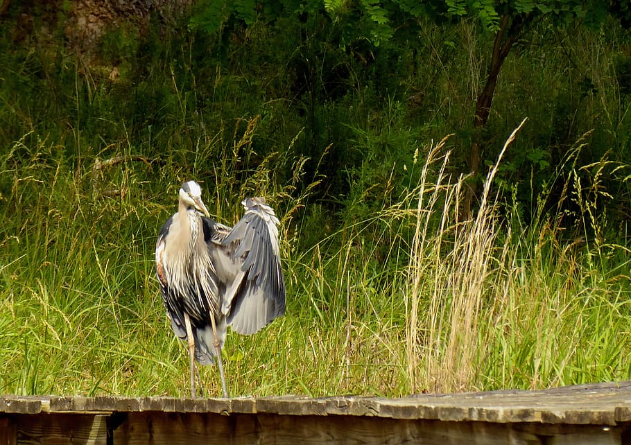 heron, wild, lake, dock, grass, water, bird, animals in the wild HD wallpaper