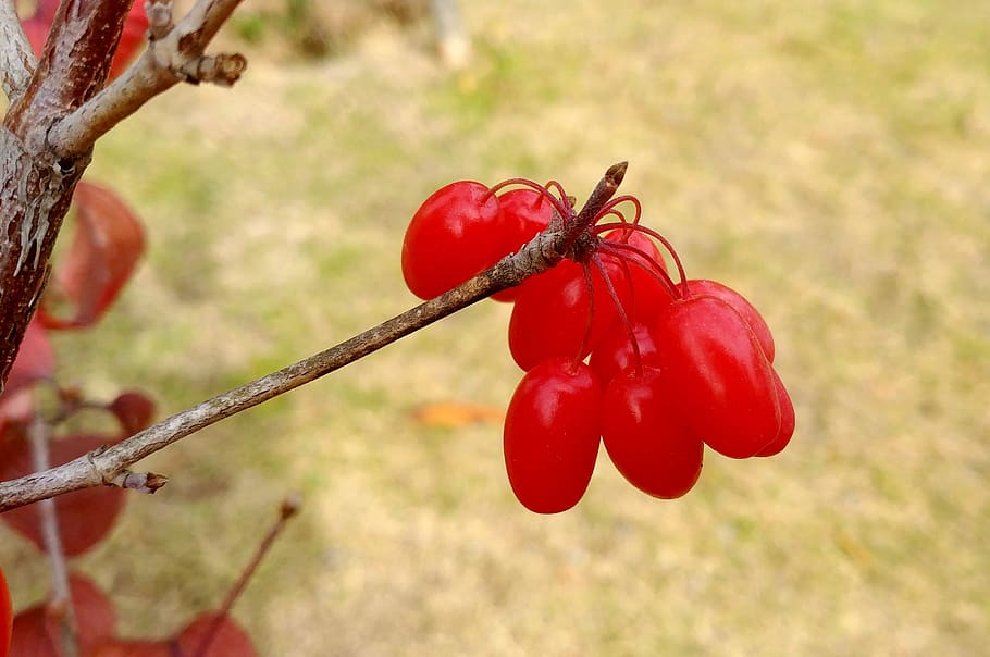 schisandra, cornus, fruit, red, sejong city, seongnam high school HD wallpaper