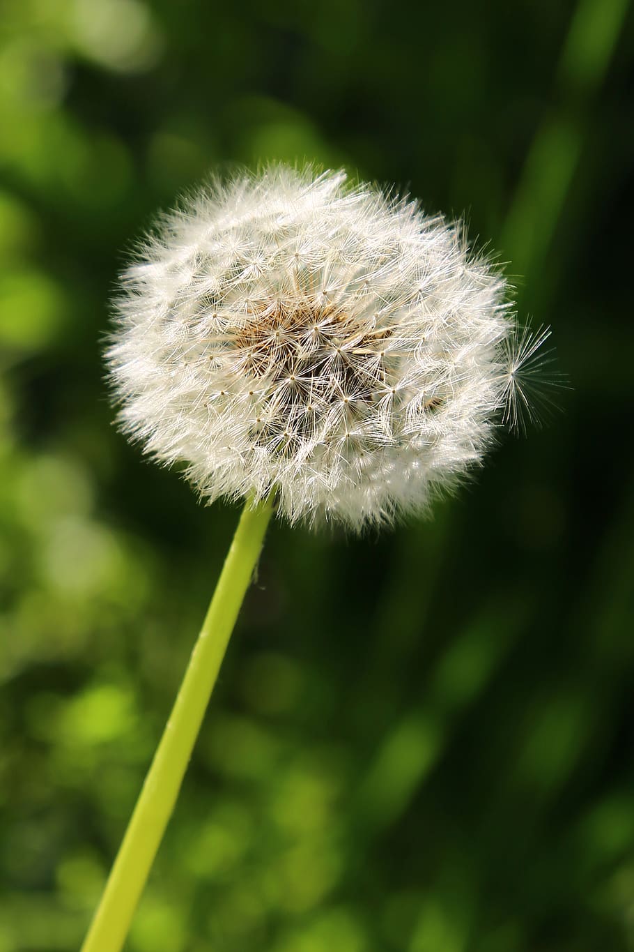 Close-Up Photo of Dandelion, beautiful, bloom, blooming, blur HD wallpaper