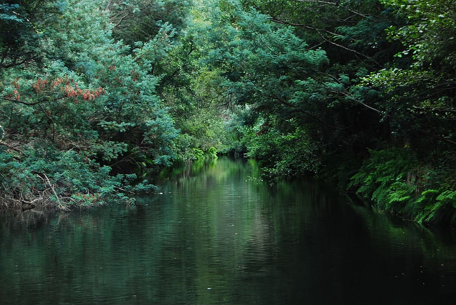 river, trees, outdoors, green, nature, water, plant, beauty in nature HD wallpaper