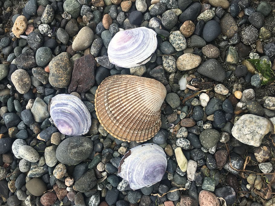 canada, cherry hill beach, rocks, seashells, ocean, solid, stone - object, HD wallpaper