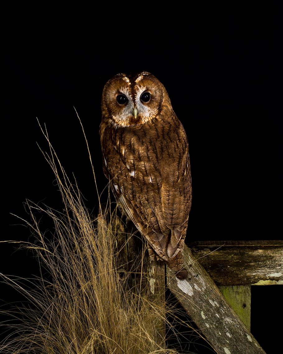 owl, bird, night, perched, gate, grass, animal, nature, plumage HD wallpaper
