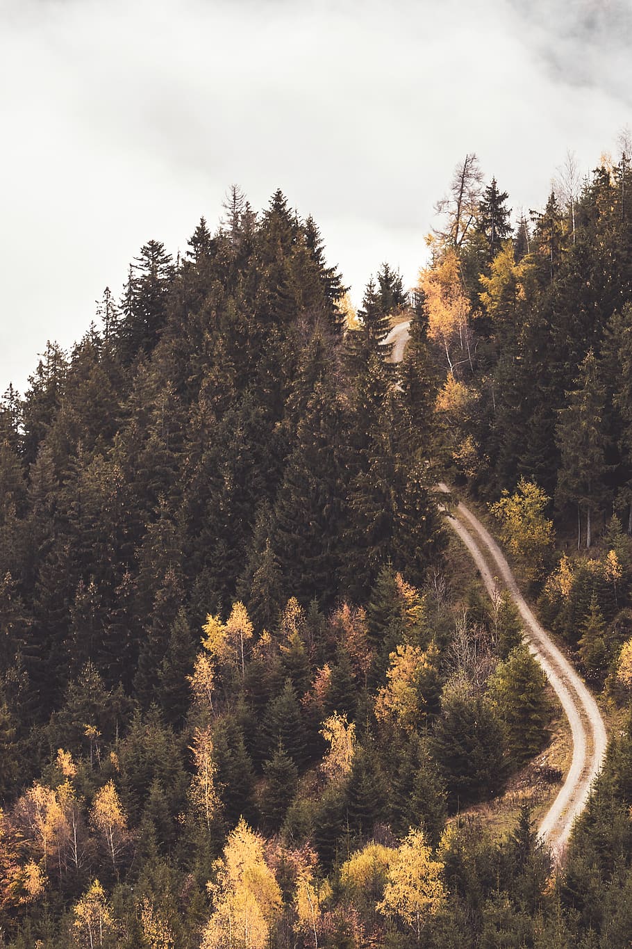 green trees on mountain, plant, conifer, fir, abies, larch, pine HD wallpaper