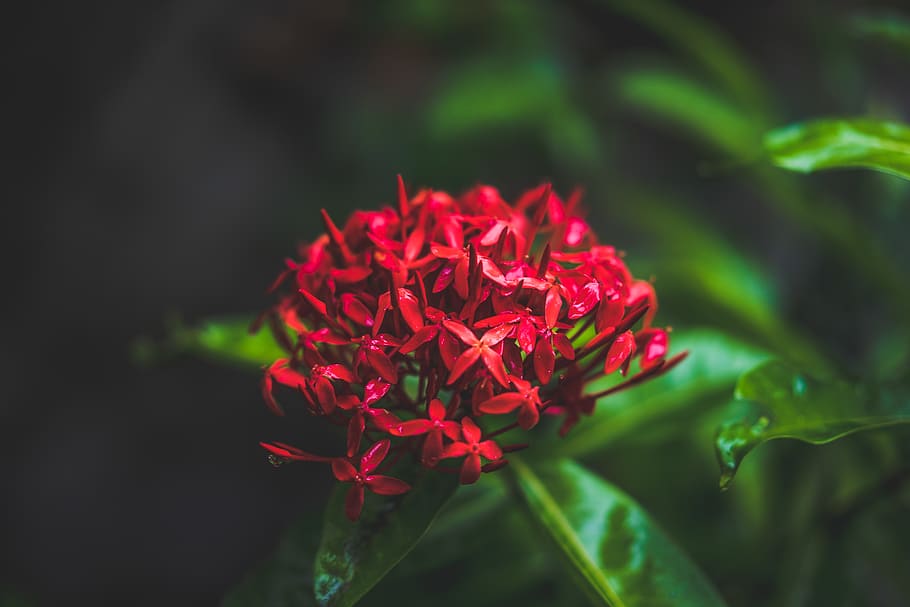 Close-up Photography of Red Flowers, bloom, blooming, blossom HD wallpaper