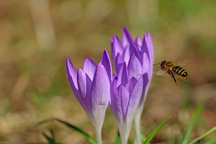 crocus, flower, purple, nature, spring, bee, insect, plant HD wallpaper