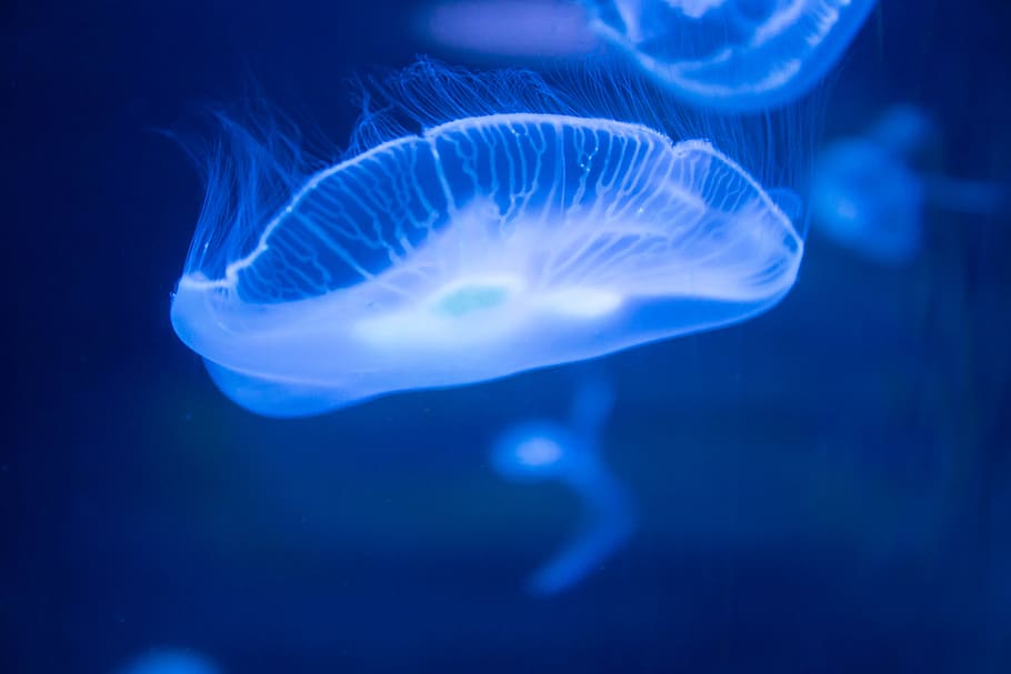 blue jellyfish, animal, sea life, invertebrate, water, aquatic, HD wallpaper