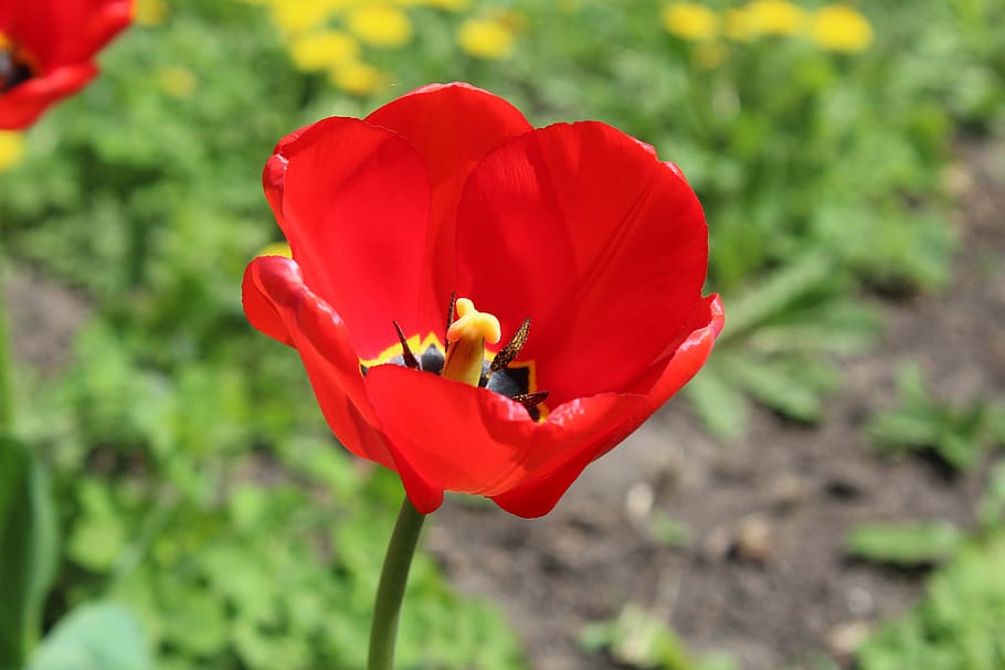 red tulip, core, macro, krupnyj plan, flower, spring, nature HD wallpaper