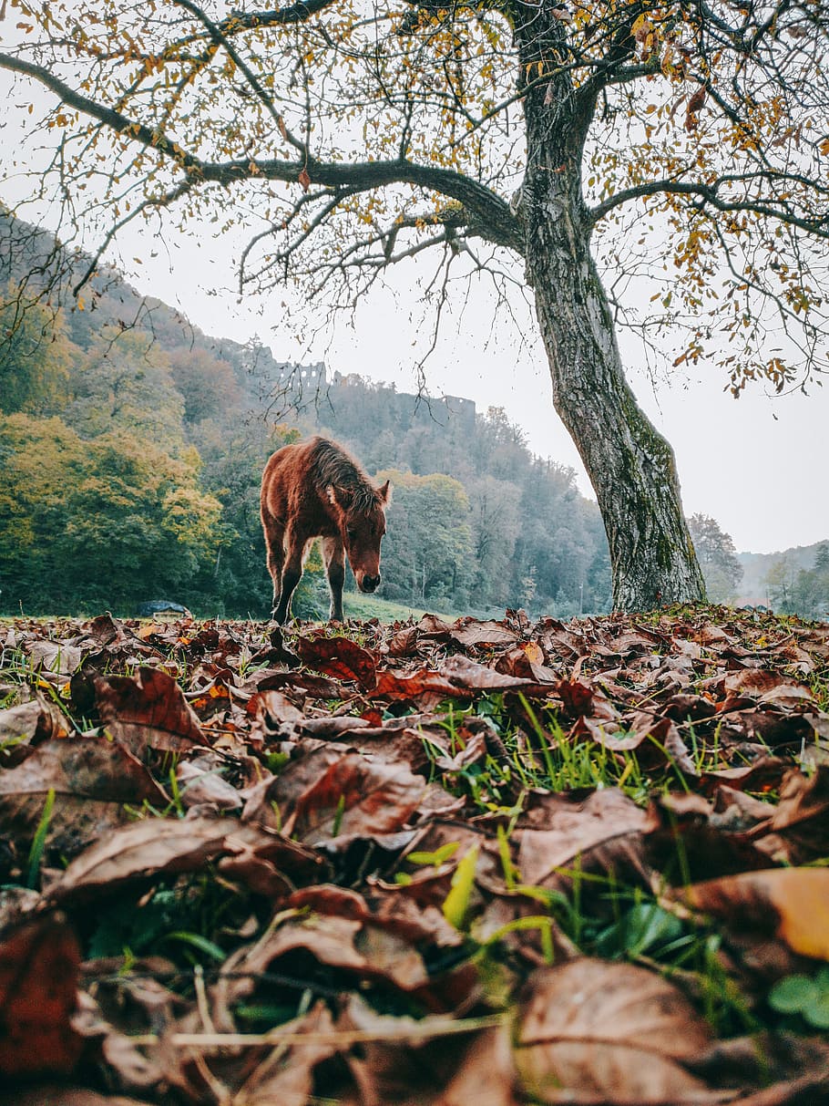 brown horse standing under the tree at daytime, leaf, leaves HD wallpaper