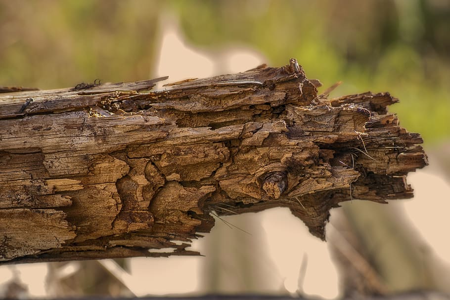 trunk, old, wood, texture, focus on foreground, close-up, tree HD wallpaper