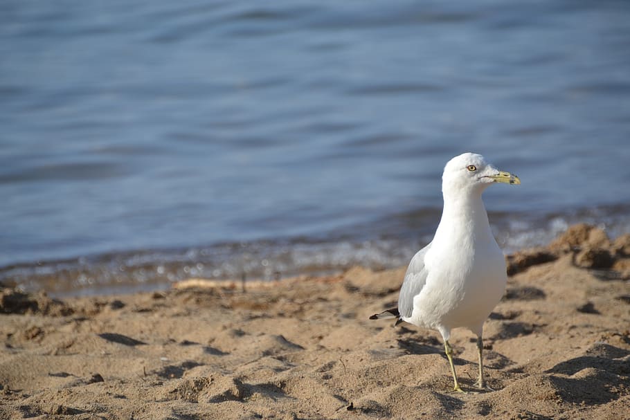 seagull, bird, beach, animal, land, animal wildlife, vertebrate HD wallpaper