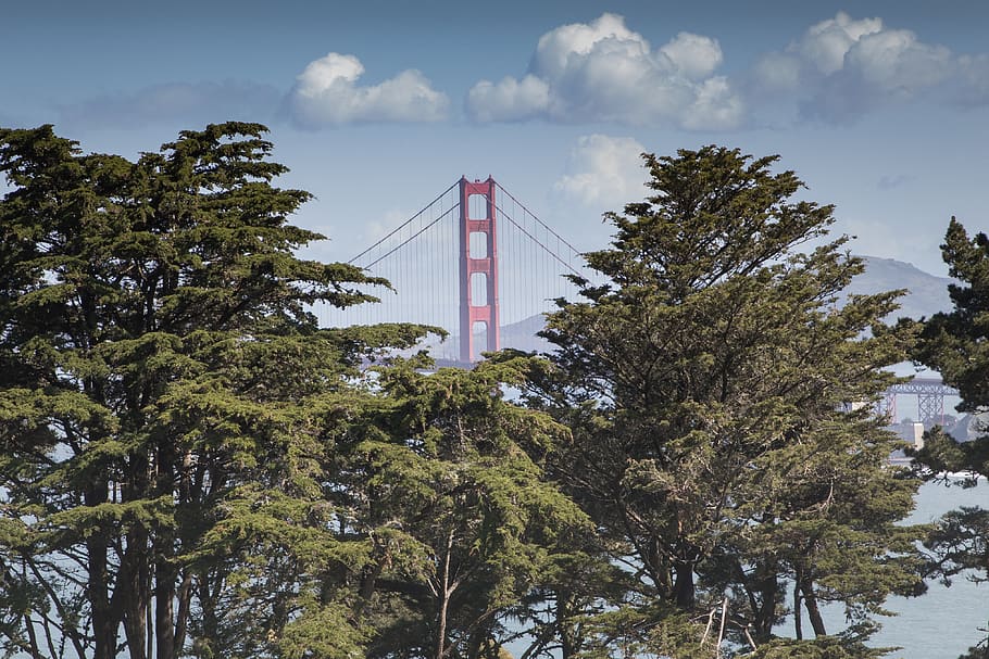 Golden Gate Bridge through forest during daytime, plant, tree HD wallpaper