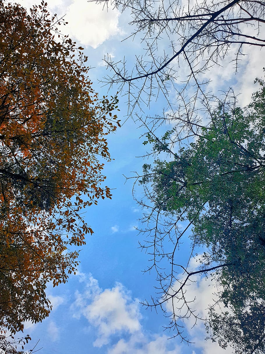 plant, tree, tree trunk, china, nan xing jie, maoming shi, leaf HD wallpaper