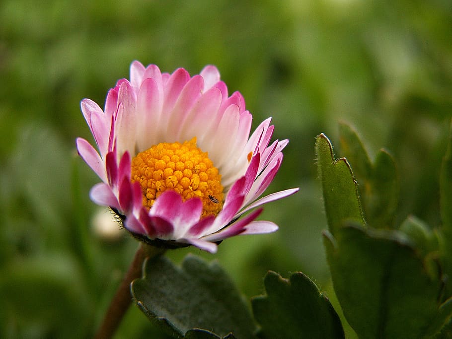 Pink White and Yellow Flower, bloom, blossom, flora, macro, nature HD wallpaper