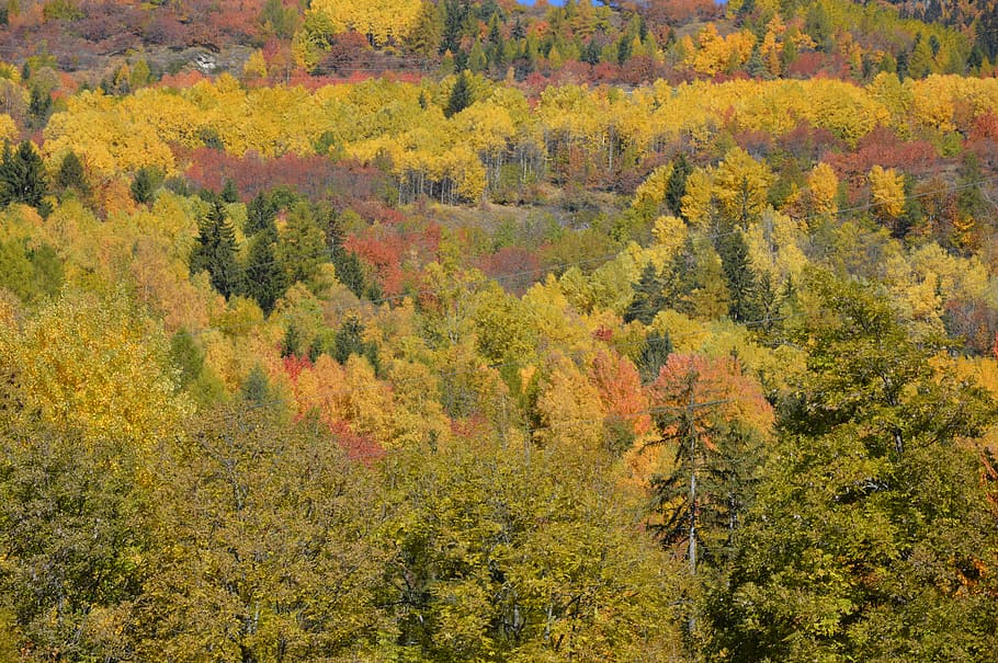 autumn, trees, mountain, nature, landscape, leaves, change HD wallpaper
