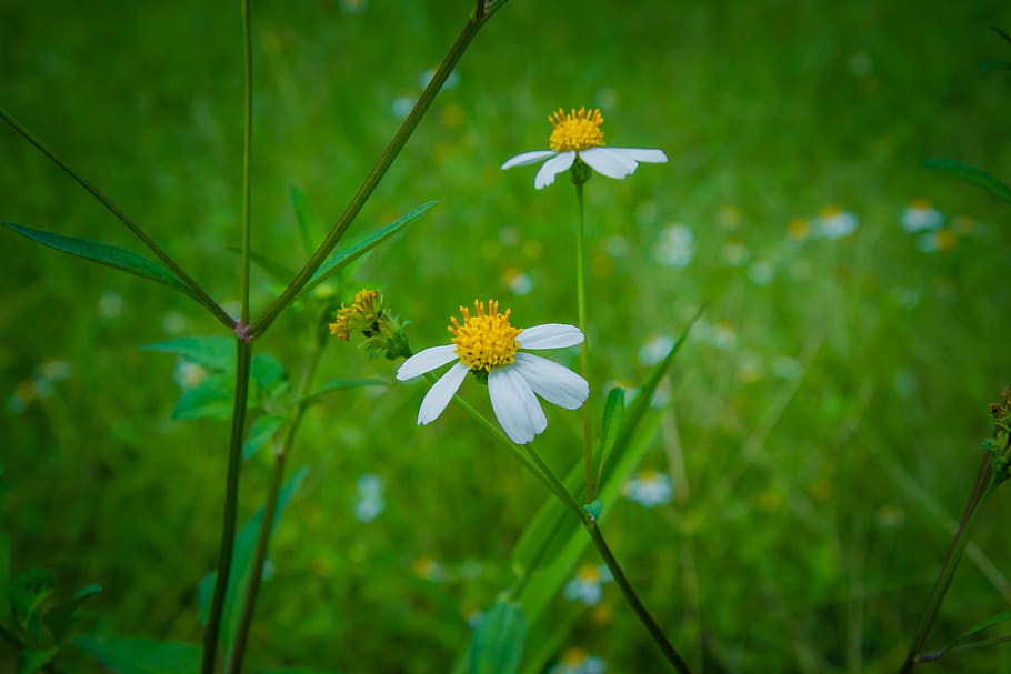 daisy, marco, green, spring, grass, flowering plant, freshness HD wallpaper