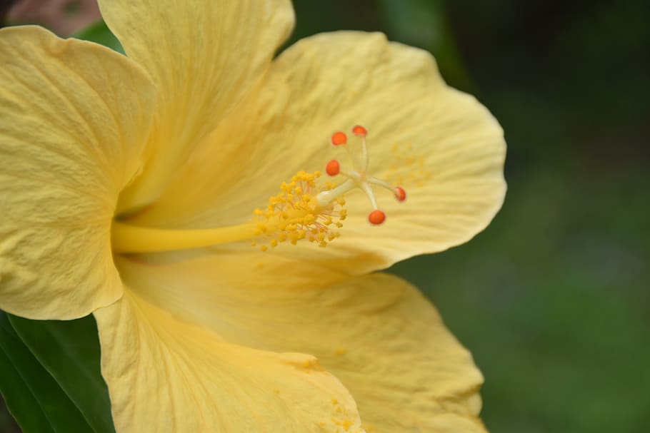 flower, nature, plant, flowering plant, petal, fragility, beauty in nature HD wallpaper
