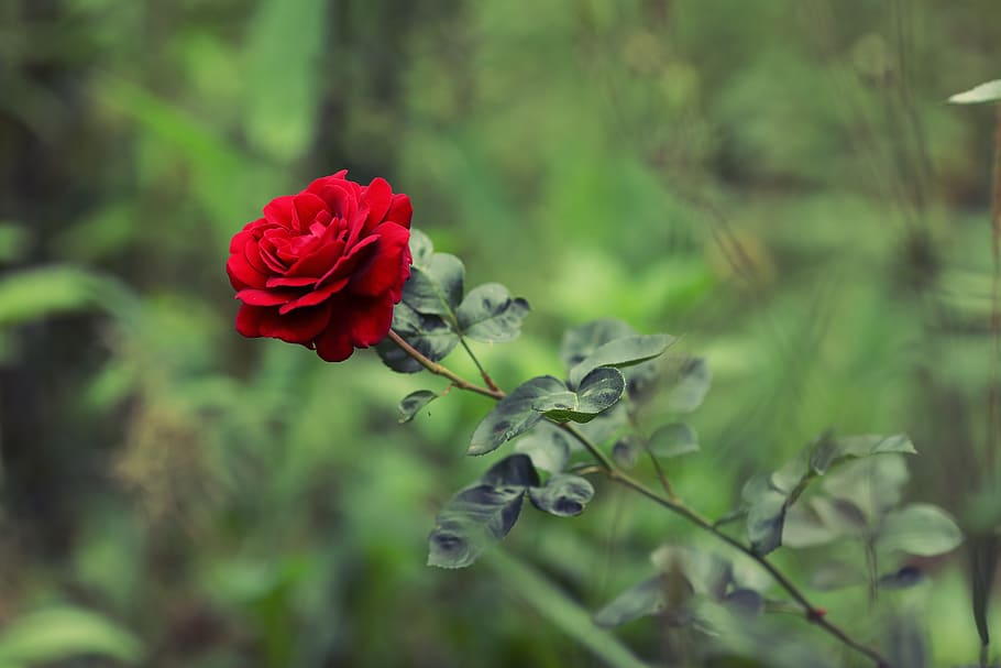 rose, flower, nature, bloom, blossom, red, love, plant, romantic HD wallpaper
