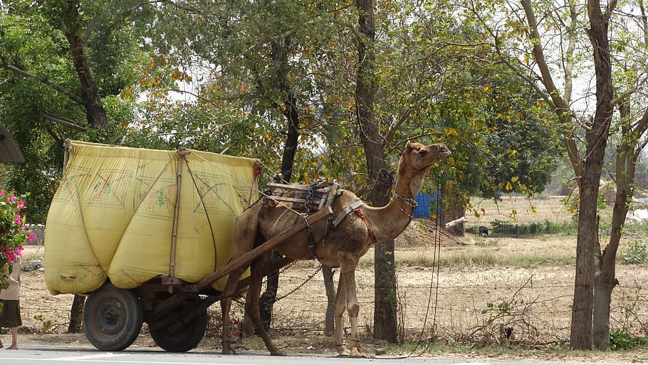 camel, transport, india, tree, mammal, plant, domestic animals HD wallpaper