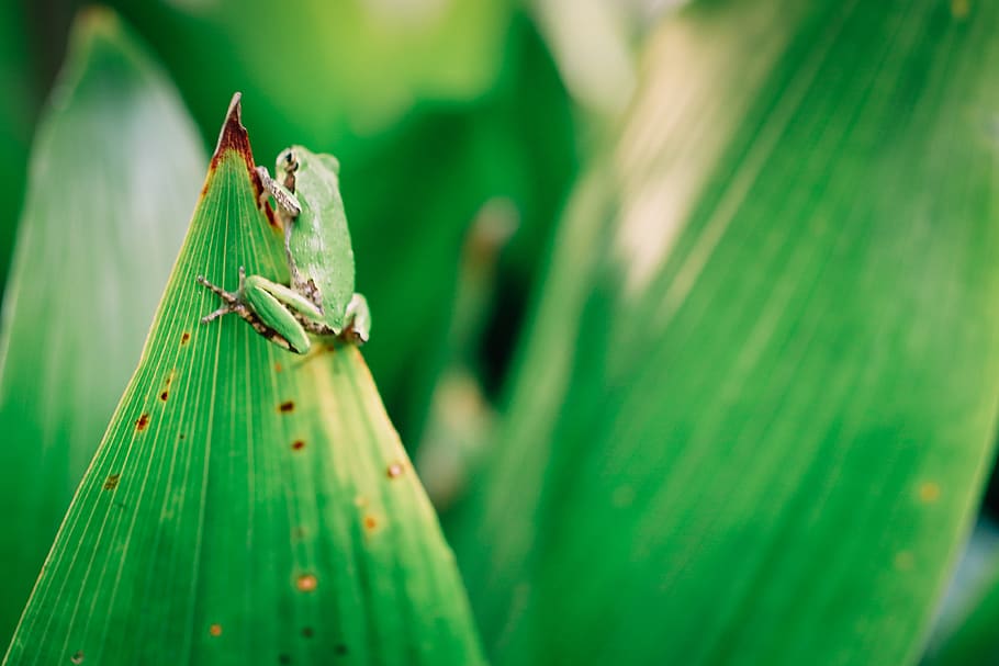 green tree frog on green leaf, animal, grasshopper, insect, invertebrate HD wallpaper