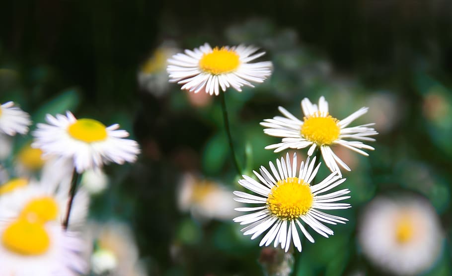 Selective Focus Photography Of Daisies, bloom, blossom, flora HD wallpaper